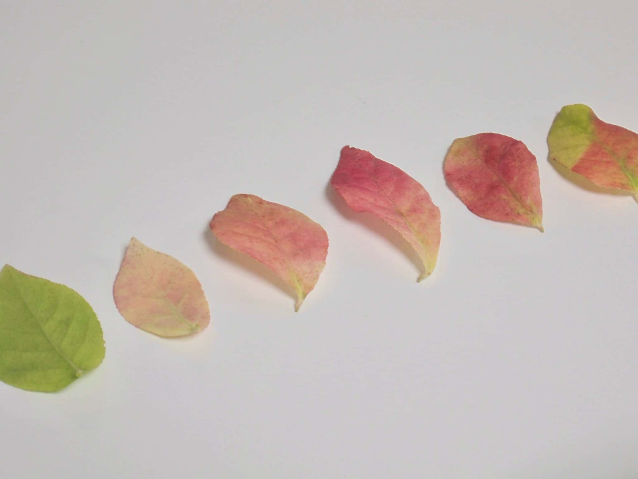 김치볶음밥 황금 레시피 Thumbnail