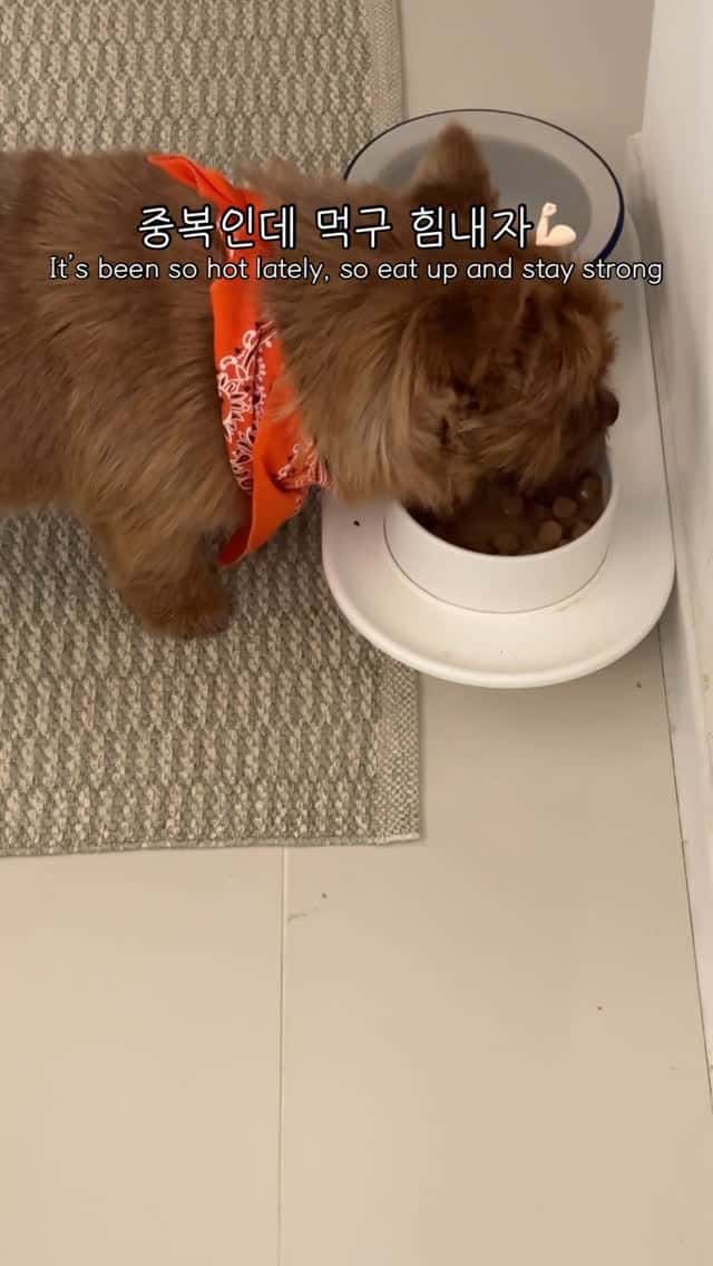 중복 특식 육회 레시피 Thumbnail