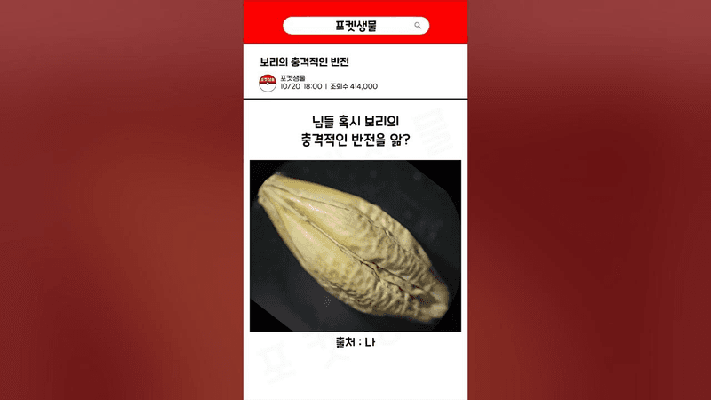 보리의 충격적인 반전 (엿기름, 식혜, 조청 만들기) Thumbnail