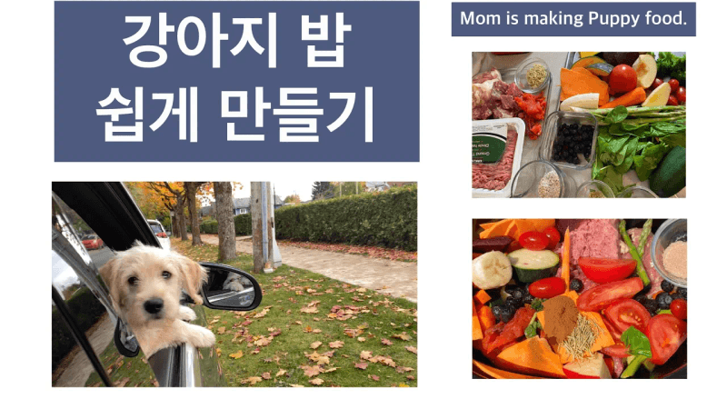 만들기 쉬운 영양 강아지 밥 Thumbnail