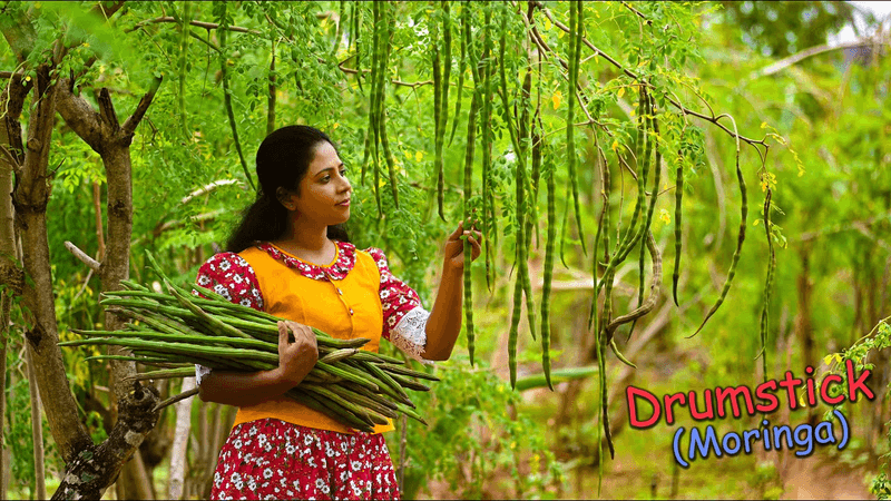 맛있고 다채로운 점심 식탁을 위한 맛있는 모링가(드럼스틱) 레시피! Thumbnail